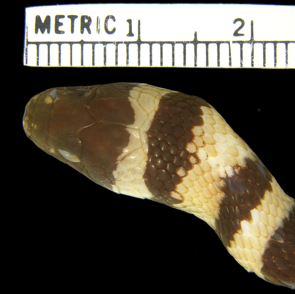 Image of Ruthvens Kingsnake