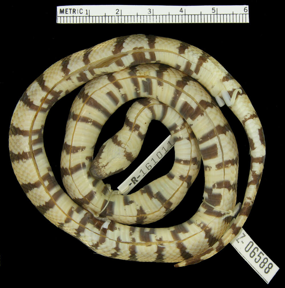 Image of Ruthvens Kingsnake