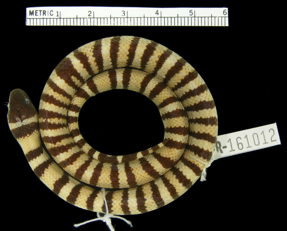 Image of Ruthvens Kingsnake