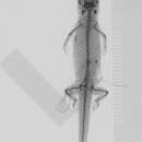 Image of Sphaerodactylus nigropunctatus gibbus Barbour 1921