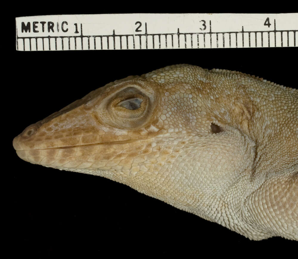 Image of Panther Anole