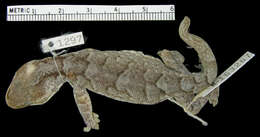 Image of Muller's Velvet Gecko