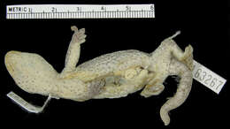 Image of Muller's Velvet Gecko