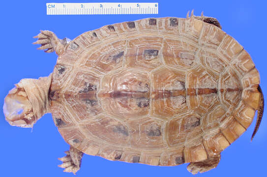 Image of Chinese three-striped box turtle