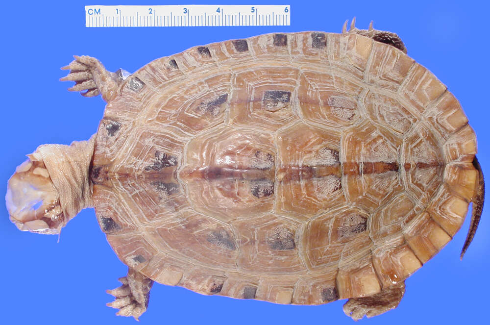 Image of Chinese three-striped box turtle