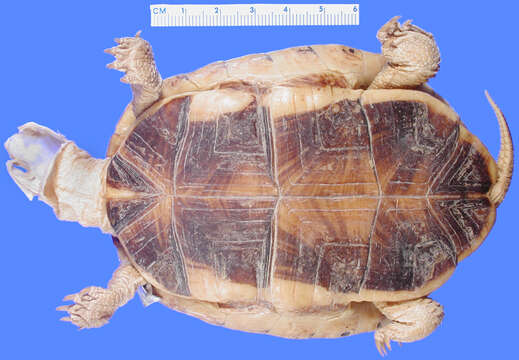 Image of Chinese three-striped box turtle