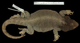 Image of Cei's mountain lizard