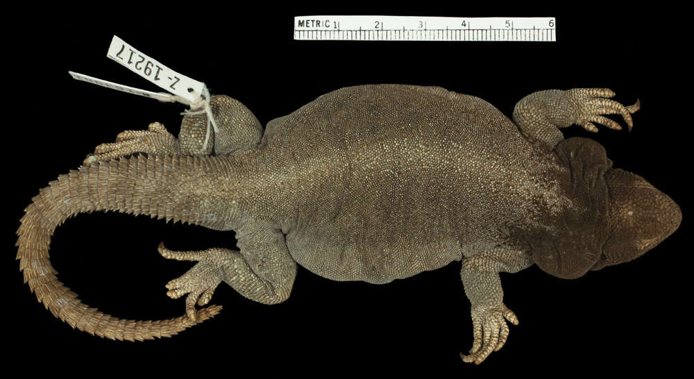 Image of Cei's mountain lizard