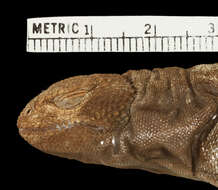 Image of Cei's mountain lizard