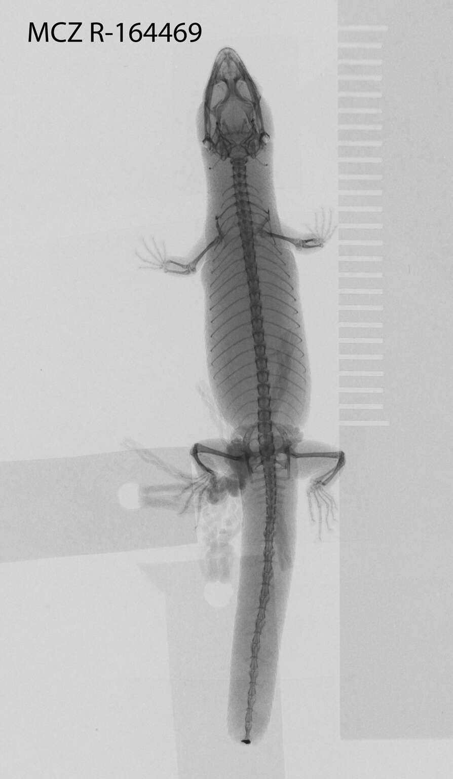 Image of Sphaerodactylus notatus notatus Baird 1858