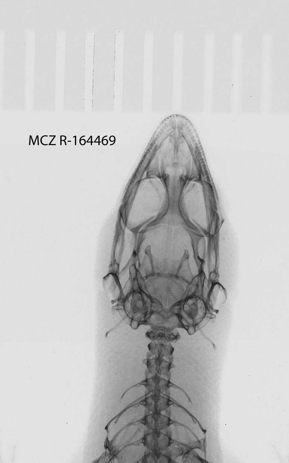 Image of Sphaerodactylus notatus notatus Baird 1858