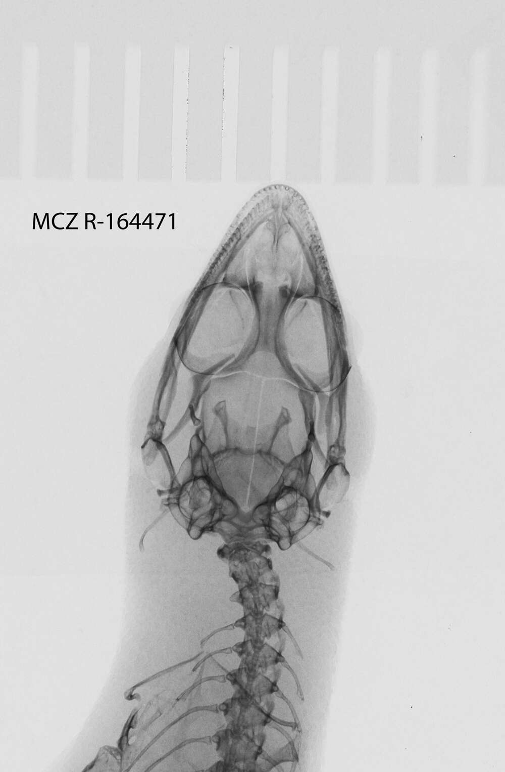 Image of Sphaerodactylus notatus notatus Baird 1858