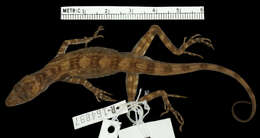 Image of Anolis maculigula Williams 1984