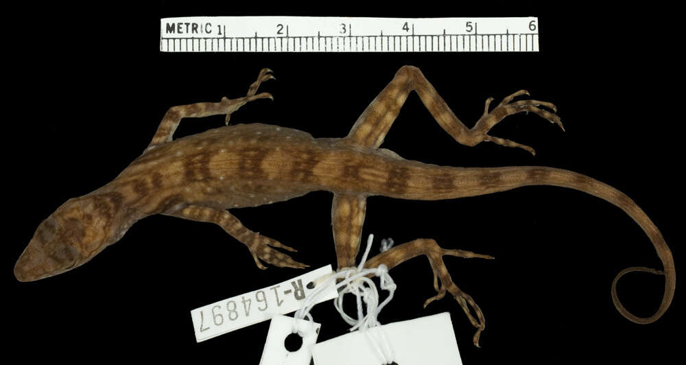 Image of Anolis maculigula Williams 1984