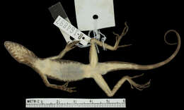 Image of Anolis maculigula Williams 1984