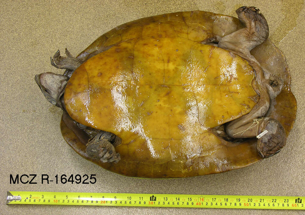 Image of river turtles