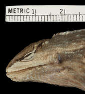 Image of Stenocercus huancabambae Cadle 1991