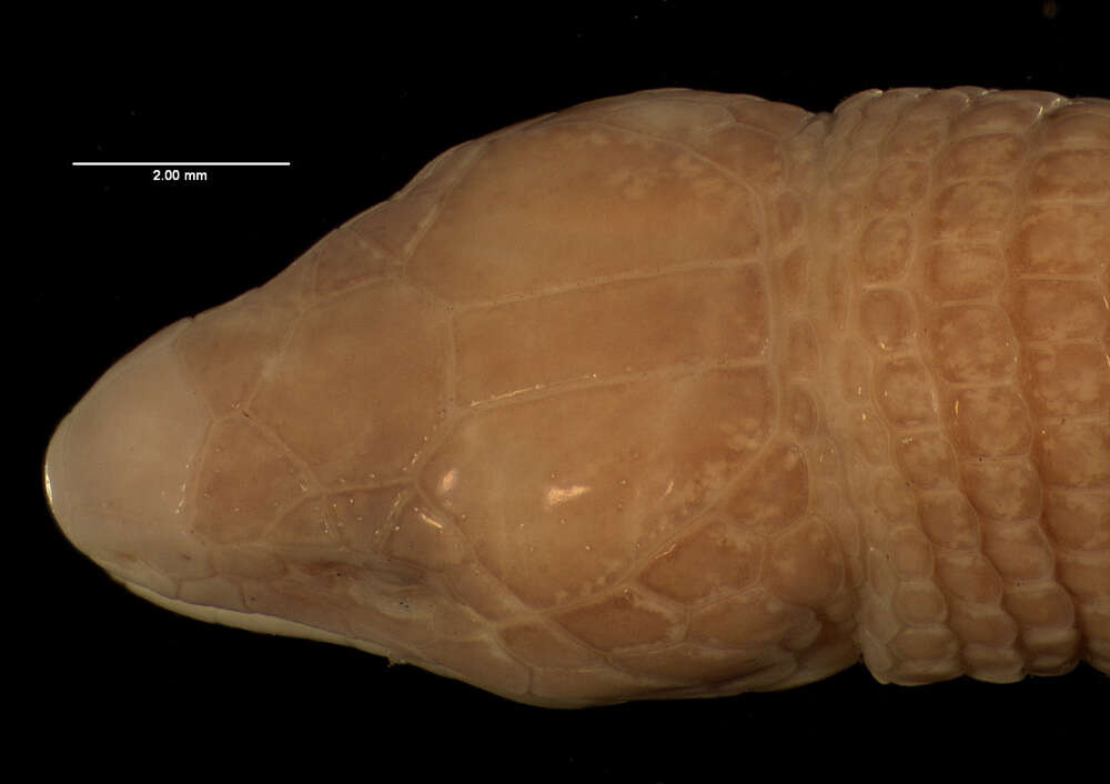 Bachia heteropa (Wiegmann 1856)的圖片