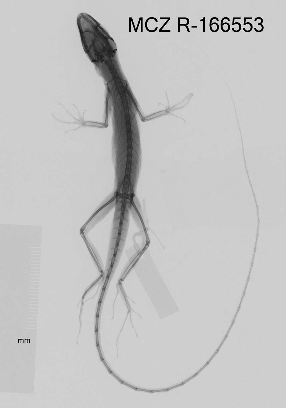 Image of Andes  Anole