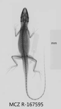 Image of Anolis coelestinus coelestinus Cope 1862