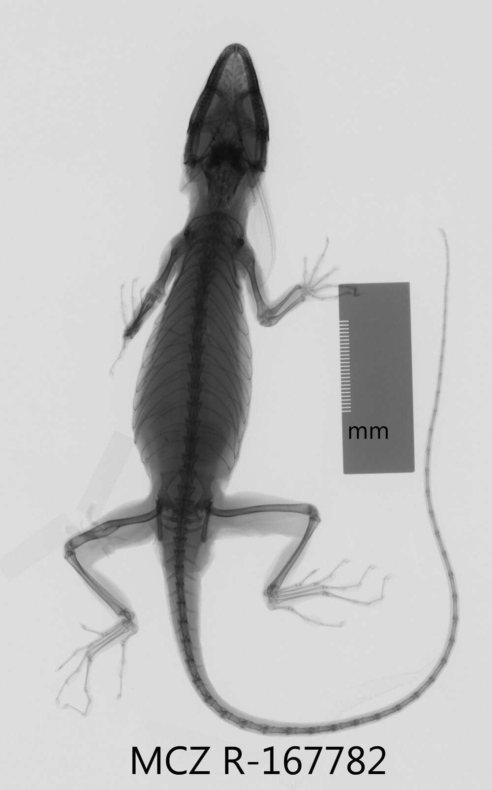 Image of iguanids