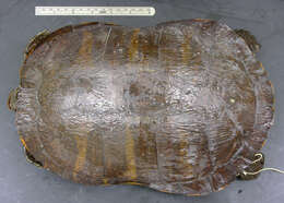 Image of American Red-bellied Turtle