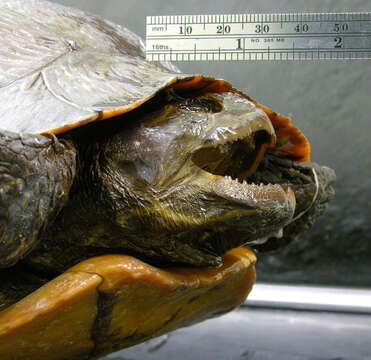 Image of American Red-bellied Turtle