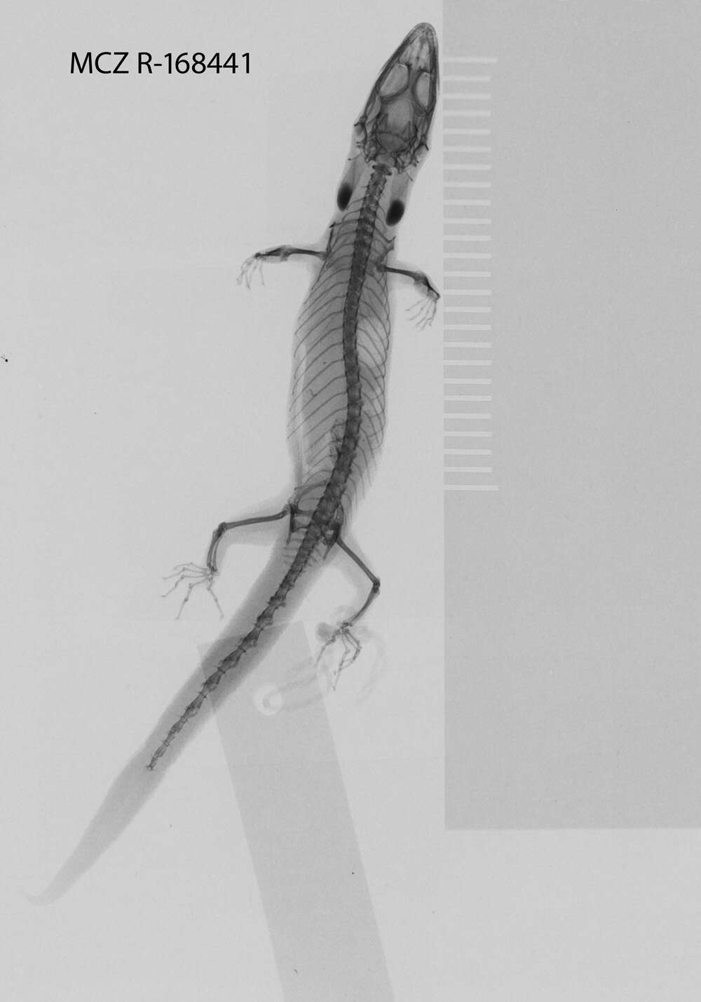 Image of Sphaerodactylus macrolepis macrolepis Günther 1859