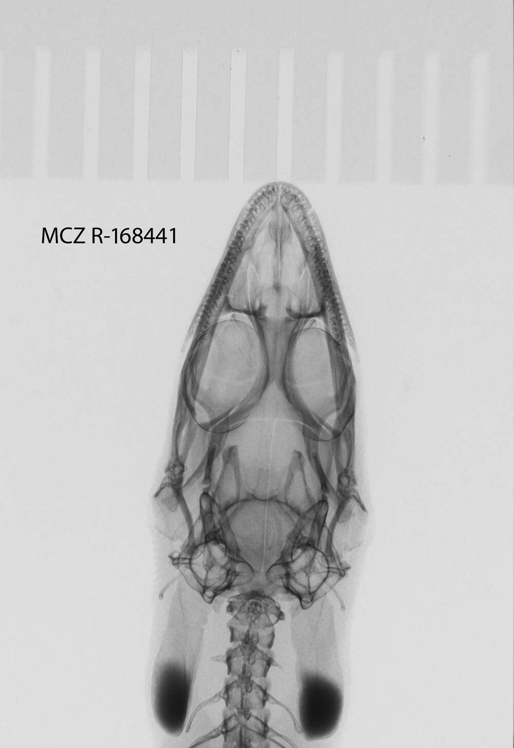 Sphaerodactylus macrolepis macrolepis Günther 1859 resmi