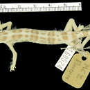 صورة Coleonyx variegatus bogerti Klauber 1945