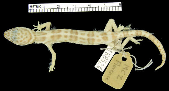 Image of Coleonyx variegatus bogerti Klauber 1945