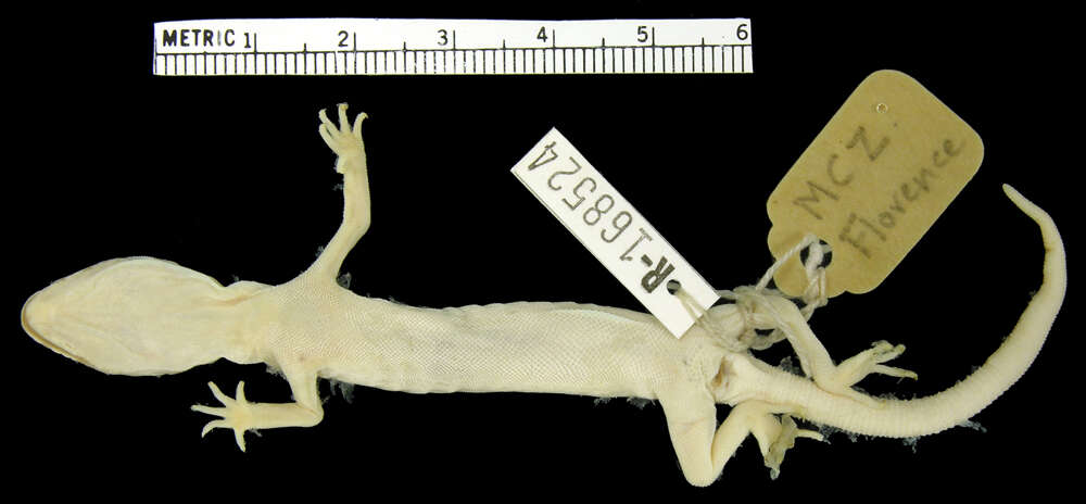 Image of Coleonyx variegatus bogerti Klauber 1945