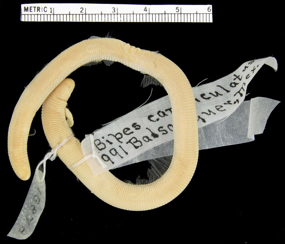 Image of Four-toed Worm Lizard