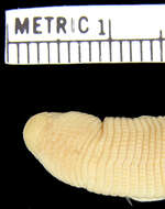 Image of Four-toed Worm Lizard