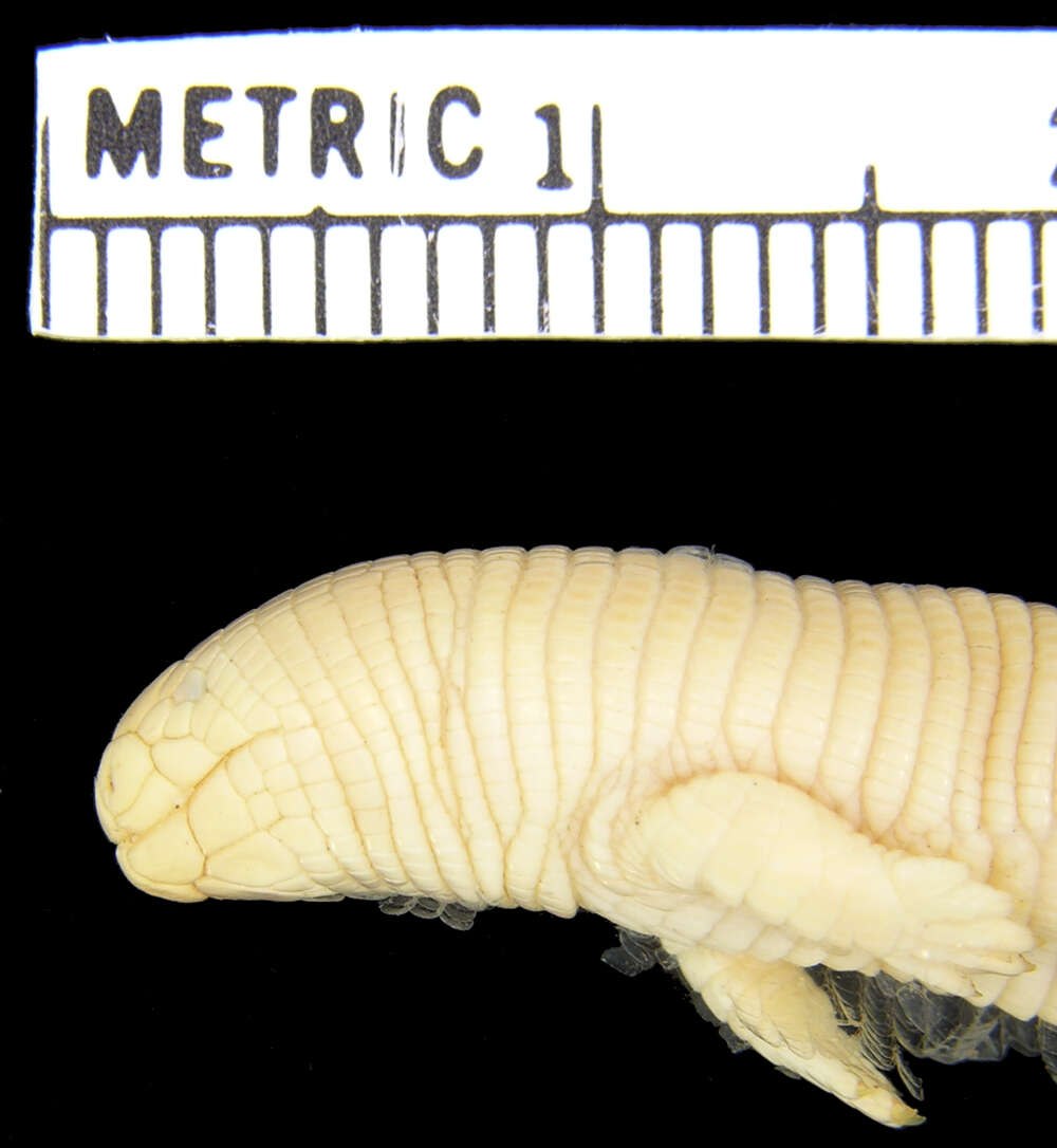 Image of Four-toed Worm Lizard