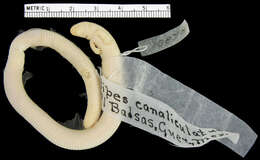 Image of Four-toed Worm Lizard