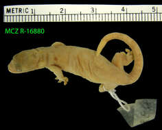 Image of Fiji Scaly-toed Gecko