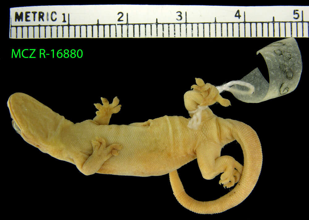 Image of Fiji Scaly-toed Gecko