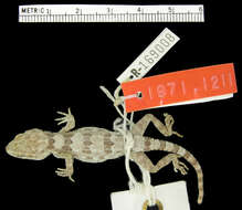 Sivun Trachydactylus kuva