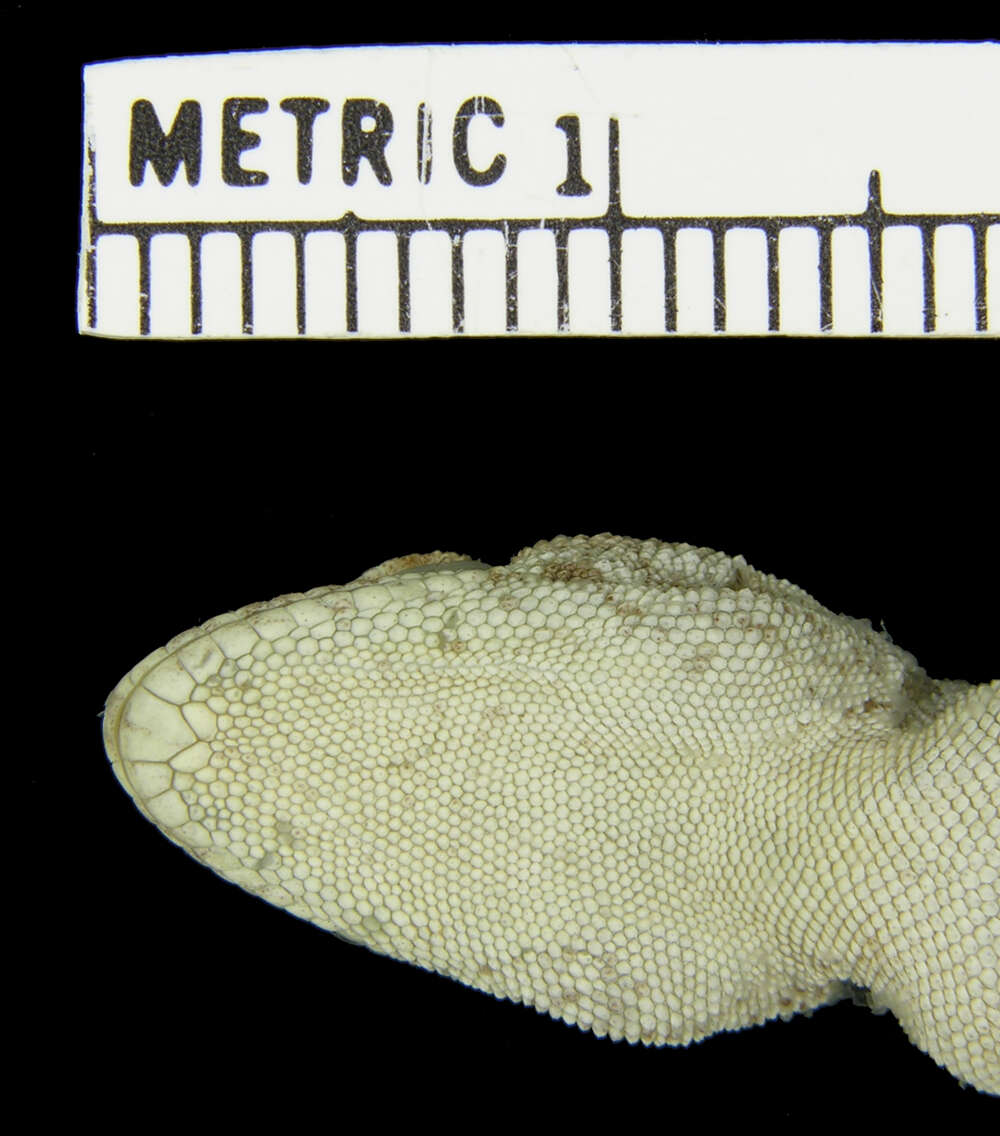 Sivun Trachydactylus kuva