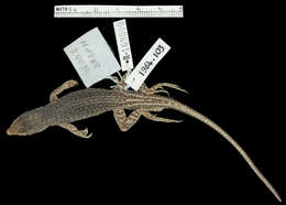 Image of Arnold's Fringe-fingered Lizard