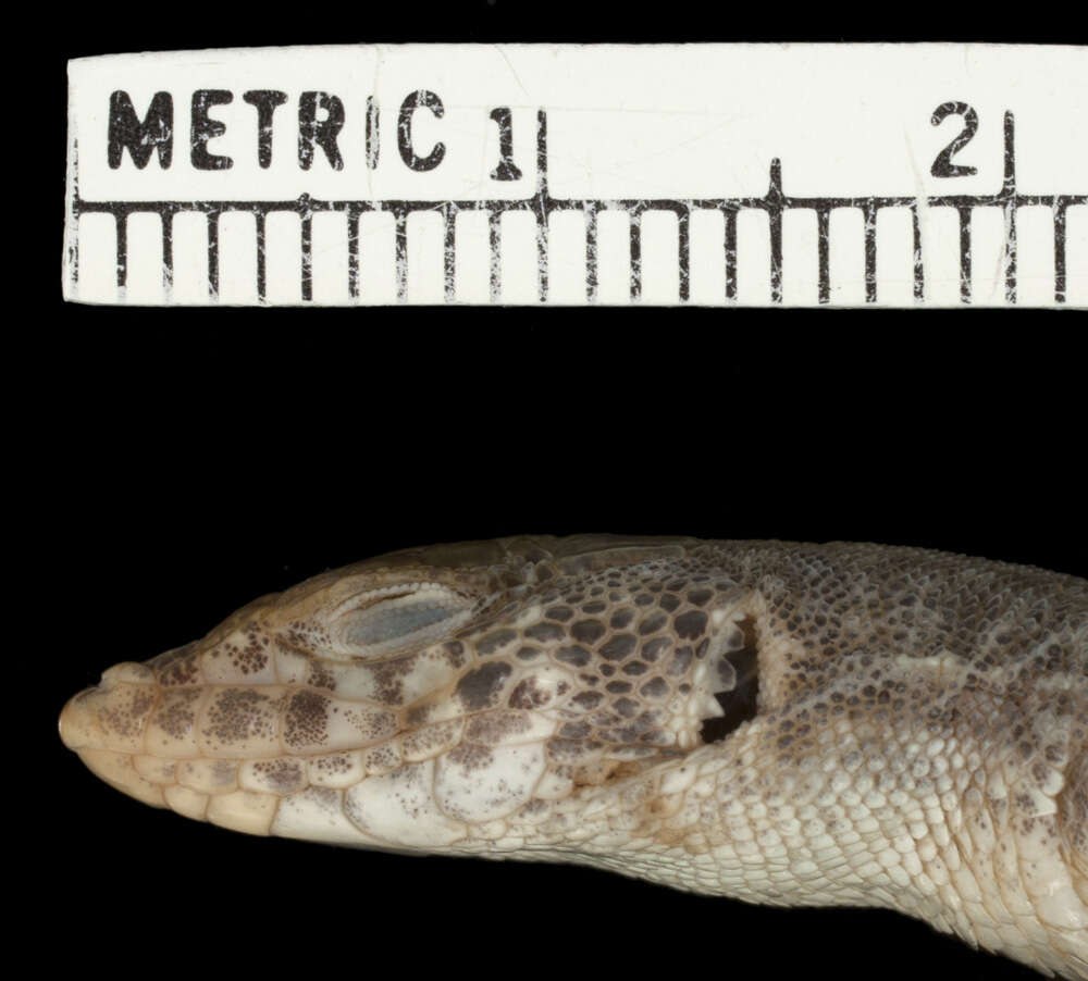 Image of Arnold's Fringe-fingered Lizard