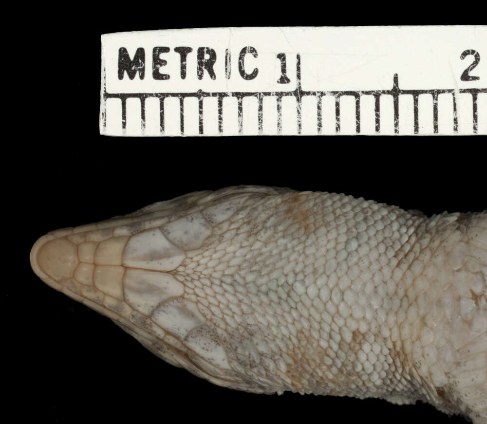 Image of Arnold's Fringe-fingered Lizard