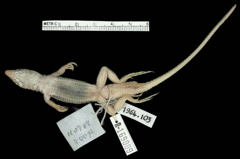 Image of Arnold's Fringe-fingered Lizard