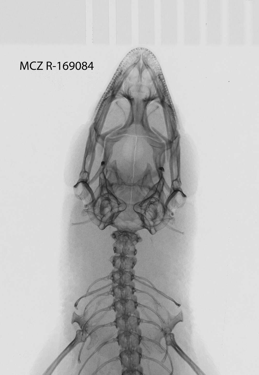 Image of Sphaerodactylus macrolepis grandisquamis Stejneger 1904