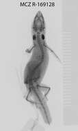 Image of Sphaerodactylus macrolepis grandisquamis Stejneger 1904