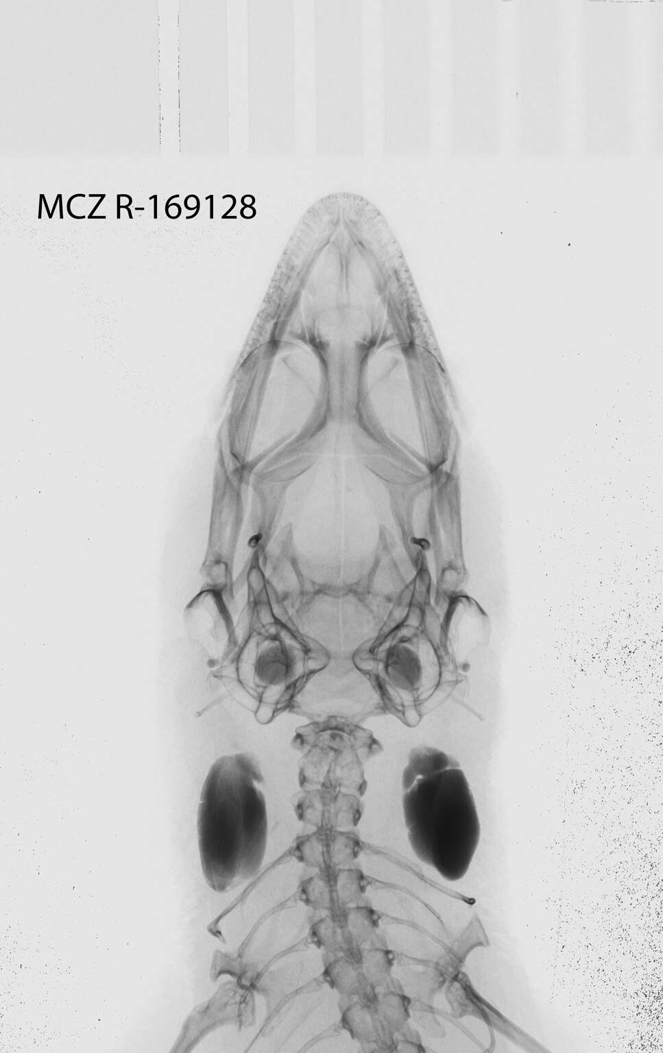 Image of Sphaerodactylus macrolepis grandisquamis Stejneger 1904