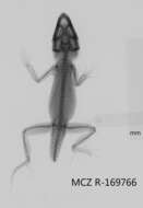 Image of Armour's Anole