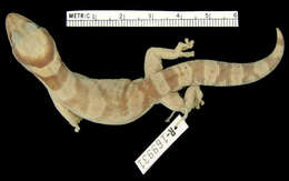 Image of Northern Velvet Gecko