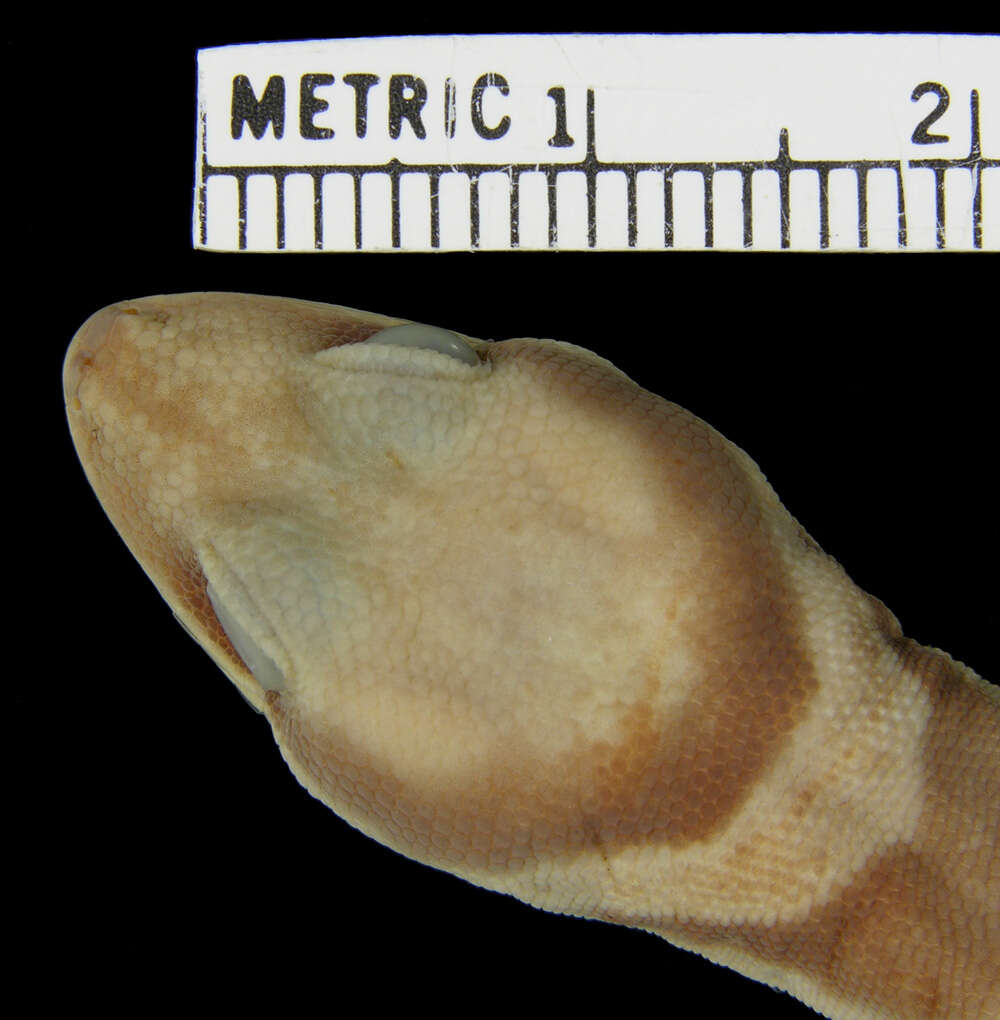 Image of Northern Velvet Gecko